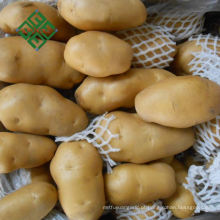 Batata fresca da agricultura do mercado da batata de China